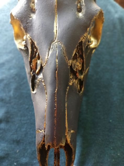 Painted Elk Skull, Deer Skull Art Ideas, Painted Horse Skull, Painting Deer Skulls, Deer Skull Art Diy, Real Animal Skull Art, Deer Skull Ideas, Painted Skull Ideas, Deer Jaw Bone Art