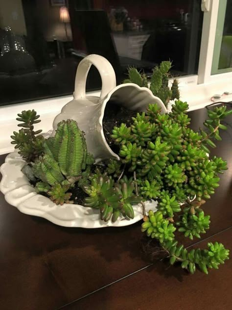 Old fashion pitcher/bowl arrangement Kaktus Dan Sukulen, Succulent Garden Indoor, نباتات منزلية, Succulent Garden Design, Succulent Garden Diy, Dish Garden, Succulent Gardening, Succulents Indoor, House Plants Decor