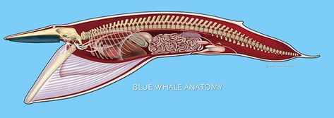 Blue Whale Anatomy - copyright Uko Gorter Whale Anatomy, Anatomical Drawings, Conceptual Illustrations, Bowhead Whale, Disneyland Map, Whale Species, Creature Inspiration, Baleen Whales, Fauna Marina