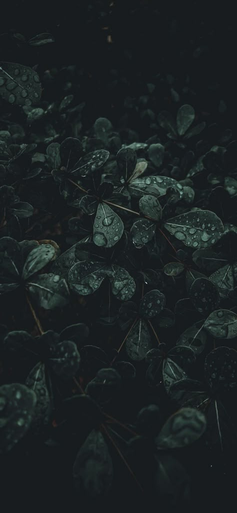 Dark Green Nature Aesthetic, Wallpaper Iphone Dark Green, Dark Moody Wallpaper, Pretty Wallpapers Backgrounds Aesthetic, Dark Lockscreen, Deep Green Forest, Rainy Day Wallpaper, Moody Wallpaper, Dark Aesthetics