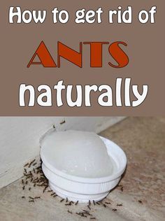 Kill Ants Naturally, Home Remedies For Ants, Ant Remedies, Homemade Ant Killer, Sugar Ants, Throwing Money, Eclectic Glam, Retro Eclectic, Ants In House