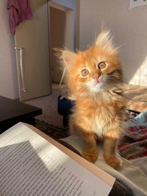 Fluffy Ginger Kitten, Big Fluffy Cat, Fluffy Ginger Cat, Tabby Kitten Orange, Munchkin Kitten, Ginger Kitten, Orange Kittens, Cat Obsession, Tabby Kitten