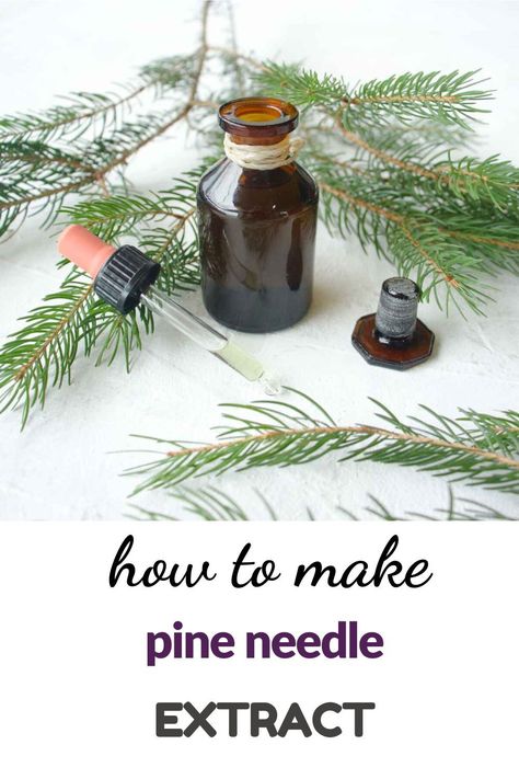 Packed in a small dropper bottle, pine needle tincture is a herbal powerhouse that one wants to explore. Pine Needle Tincture, Diy Herbal Remedies, Medicinal Herbs Garden, Herbal Skin Care, Natural Pregnancy, Natural Parenting, Dropper Bottle, Holistic Living, Diy Health