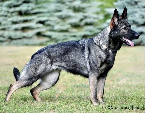 West German Working Line German Shepherd, Working German Shepherd, German Shepherd Working Line, Working Line German Shepherd, Sheperd Dogs, Baby German Shepherds, Dog Foto, German Sheperd Dogs, Belgian Malinois Dog