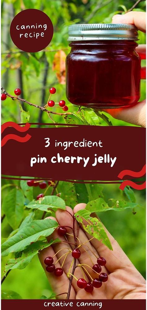 Make 3 ingredient pin cherry jelly from wild foraged pin cherries, sugar, and pectin. This easy recipe preserves the unique sweet-tart flavor and bright red color of pin cherries using water bath canning. Perfect for enjoying all year. Find more fruit preserves, water bath canning recipes, pin cherry recipes, and Canning Jelly Recipes & Homemade Jelly at creativecanning.com. Pin Cherry Recipes, Cherry Canning Recipes, Homemade Jelly Recipe, Canning Jelly Recipes, Jelly Recipes For Canning, Red Currant Jelly, Fruit In Jars, Corn Cob Jelly, Canning Fruit Recipes