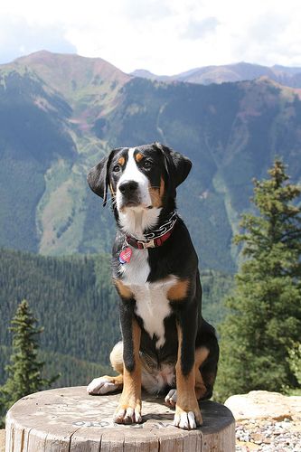 Greater Swiss Mountain Dog... Like a Bernese but less hairy! Only 130 pounds full grown... imagine how much he could carry while backpacking! Great Swiss Mountain Dog, Entlebucher Mountain Dog, Greater Swiss Mountain Dog, Swiss Mountain Dogs, Love My Dog, Colorado Mountain, Charles Darwin, Mountain Dog, Bernese Mountain