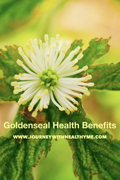 Golden Seal, Benefits Of Goldenseal, Golden Seal Benefits, Goldenseal Benefits, Health Benefits Of Sunflower Seeds, Epimedium Benefits, Health Benefits Of Star Anise, Forsythia Medicinal Uses, Echinacea Magical Properties