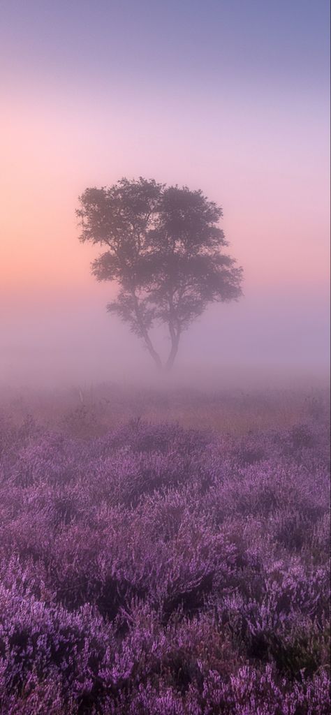 Lilac Field Aesthetic, Honey Lavender Aesthetic, Dreamy Aesthetic Purple, Mystic Purple Aesthetic, Vintage Lavender Aesthetic, Lavender Haze Painting, Lavender Princess Aesthetic, Lavender Space Aesthetic, Lavender Town Aesthetic