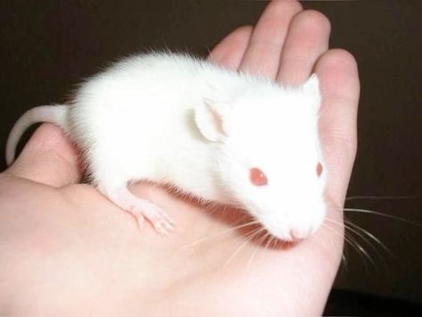 Albino Rabbit, Baby Aesthetic, Funny Rats, Animal Crossing Characters, Cute Rats, Forest Spirit, Mouse Rat, Animal Bones, Pet Rats