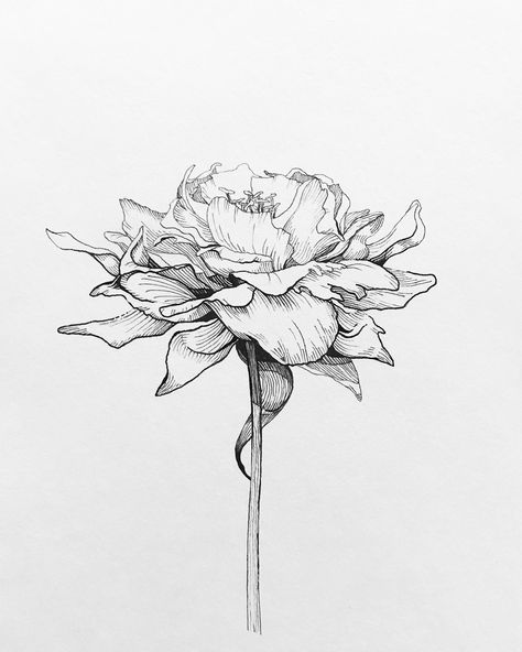 В И К Т О Р И Я 💋 on Instagram: “Весна близко...) #graphics #graphicsart #instaart #artwork #sketch #sketching #sketchbook #draw #drawing #linedrawing #botanical #peony…” Flower Ink Illustration, Peony Ink Drawing, Flower Pencil Sketches, Floral Sketch Drawing, Flower Pen Drawing, Botanical Sketches, Botanical Line Drawing, Flower Drawing Tutorials, Nature Sketch