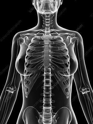 female skeletal system - Search - Science Photo Library Skeletal Structure, Computer Illustration, Female Anatomy Reference, Body Study, Library Website, Exam Day, Skeletal System, Lots Of Makeup, Science Photos