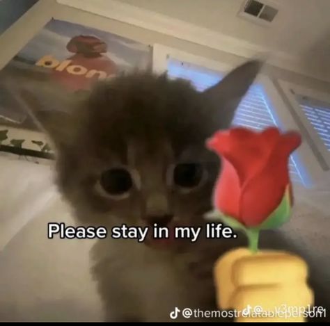 Funny Looking Cats, Cute Cat Memes, Funny Words To Say, Cat Faces, Silly Cats Pictures, Cat Meme, Cute Texts For Him, Funny Doodles, Cute Memes