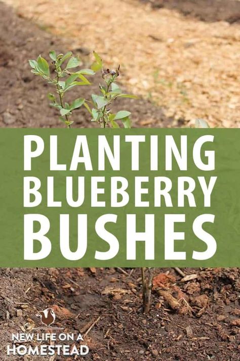 We LOVE blueberries! Here's a step-by-step tutorial on planting blueberry bushes. Learn how to plant blueberries the right way to start them off right! #gardening #blueberries Growing Blueberries Bushes, Planting Blueberry Bushes, Blueberry Tree, Pioneer Living, Suburban Homestead, Healthiest Fruits, Blueberry Gardening, Blueberry Bush, Slugs In Garden