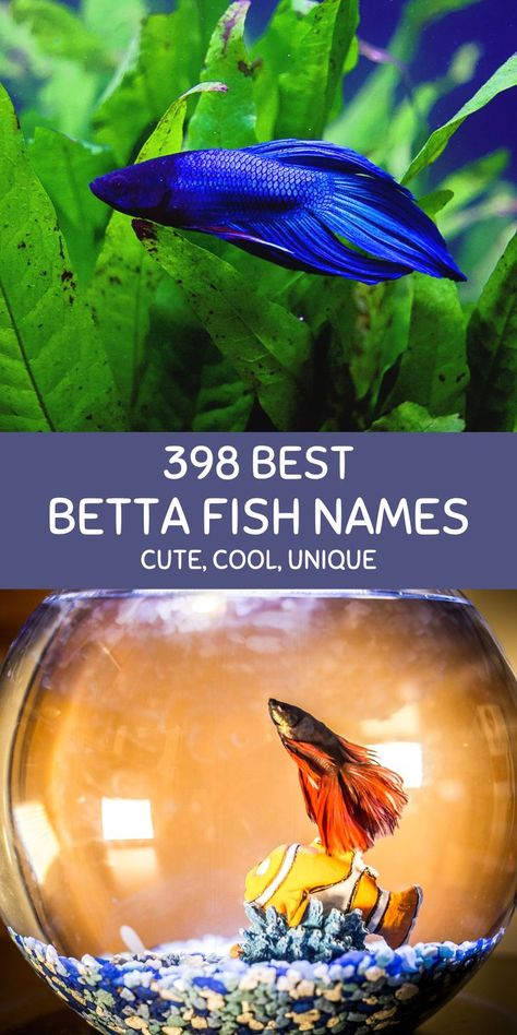 Betta fishes. Fish Names Ideas Cute, Betta Fish Names, Fish Names, Betta Fish, A Name, Cool Names, Pet Names, Fish Pet, Fish