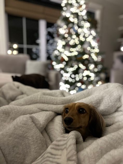 Christmas Dogs Aesthetic, Winter Dog Aesthetic, Christmas Dog Aesthetic, Natalie + Core + Aesthetic, Dachshund Aesthetic, Christmas Daschund, Morgan Core, Dachshund Wallpaper, Long Haired Miniature Dachshund