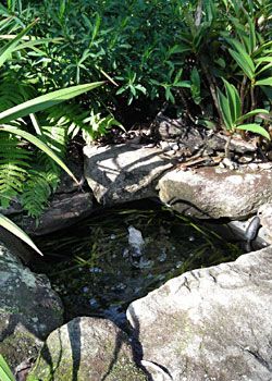 Creating a Small Garden Pond with native fish Small Garden Pond, Garden Fish Pond, Small Water Feature, Ponds For Small Gardens, Small Water Features, Pond Water Features, Australian Plants, Australian Native Plants, Front Landscaping