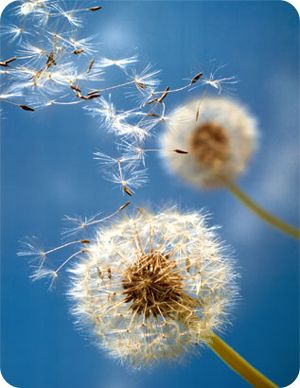 silver wishes Dandelion Plant, Blowin' In The Wind, Dandelion Tea, Dandelion Art, Dandelion Wishes, A Dandelion, Blowing In The Wind, Dandelion Wish, Windy Day