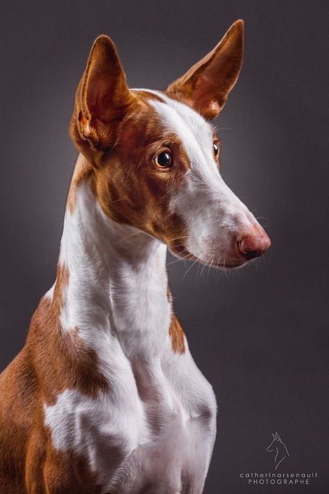 Podenco Ibicenco I Ibizan Hound in 2022 | Beautiful dogs, Dog breeds, Cute animals Ibizan Hound, Pharaoh Hound, Dog Anatomy, Old Dogs, Hound Dog, Dog Photography, Cat Care, Whippet, Dog Portraits