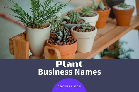 Names For Plant Business, Plant Business Name Ideas, Plant Shop Name Ideas, Plant Shop Names, Buisness Name Ideas, Plant Captions, Hydro Plant, Store Names Ideas, Plant Business