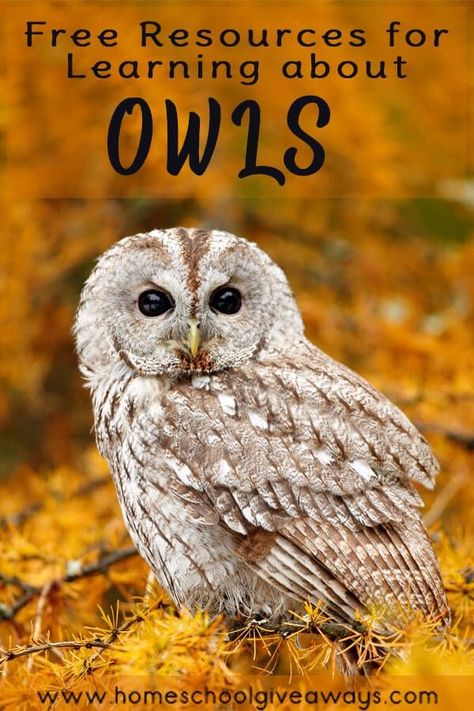 FREE Resources for Learning about Owls - Homeschool Giveaways Owl Facts For Kids, Science Unit Studies, Owl Facts, Shape Matching Game, Apple Life Cycle, Homeschool Nature Study, Pumpkin Life Cycle, Snowy Owls, Owl Printables