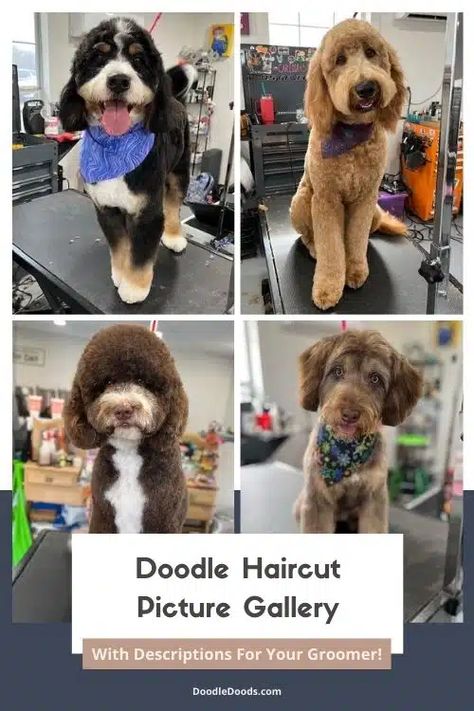 Labradoodle Grooming Haircuts, Labradoodle Grooming Style, Yorkiepoo Haircuts, Labradoodle Hair, Labradoodle Cuts, Doodle Haircuts, Teddy Bear Doodle, Labradoodle Haircut, Teddy Bear Goldendoodle