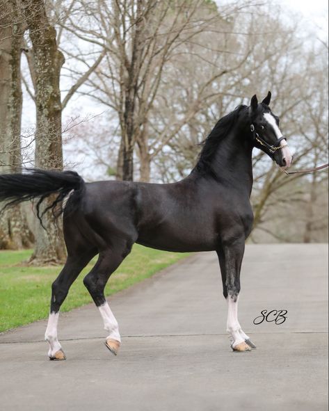 Kwpn Horse, Horse Species, Hackney Horse, Mare Horse, Homesteading Animals, American Saddlebred Horses, Warmblood Horses, Pony Breeds, American Saddlebred