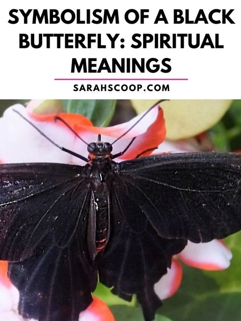 symbolism of a black butterfly Black Butterfly Tattoo Meaning, Butterfly Spiritual Meaning, Butterfly Spiritual, Moth Meaning, Butterfly Symbolism, Butterfly Meaning, Black Butterfly Tattoo, Butterfly Tattoo Meaning, Spiritual Meaning