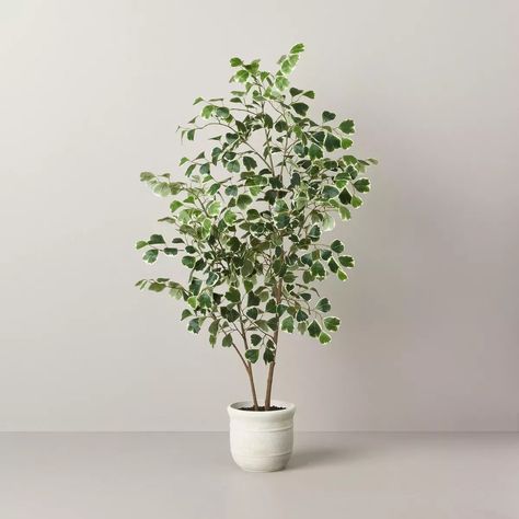 55" Faux Variegated Triangle Ficus Tree - Hearth & Hand™ with Magnolia | Target Ficus Tree Indoor, Artificial Indoor Trees, Fiddle Leaf Tree, Indoor Plants Styling, Corner Plant, Ficus Tree, Floor Plants, Artificial Foliage, Faux Tree