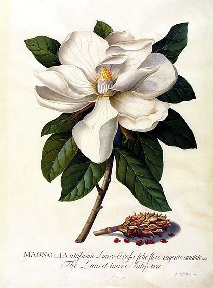 I love these!  I want prints like this to frame for my house...... been looking every where.  Historical botanical illustration of the day Magnolia Grandiflora, Illustration Botanique, Vintage Botanical Prints, Botanical Painting, Scientific Illustration, Wallpaper Vintage, Art Et Illustration, Botanical Drawings, Art And Illustration