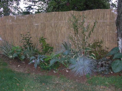 Chain Link Fence Cover, Chain Link Fence Privacy, Reed Fencing, Privacy Plants, Bamboo Fence, Covered Pergola, Backyard Inspiration, Chain Link Fence, Pergola Plans