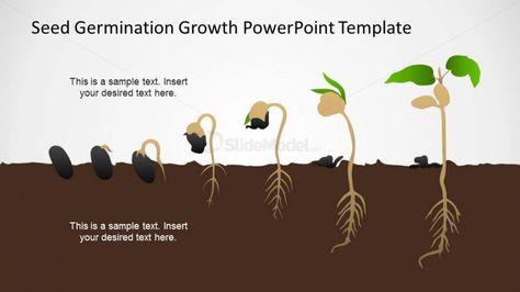 This slide is an amazing timeline created with the metaphor of the germination process. One of the most common and representative process of time is the ge... Philippians 1, Bean Plant, Gladioli, Plant Life Cycle, Fruits Images, Bean Seeds, Seed Germination, Preschool Science, Plant Lighting