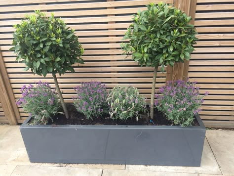 Beautiful bay trees teamed with lavender in a stylish grey rectangular pot. Front Porch Planter Ideas, Porch Planter Ideas, Front Porch Flowers, Porch Flowers, Porch Planters, Planter Ideas, Have Inspiration, Potted Trees, Small Garden Design