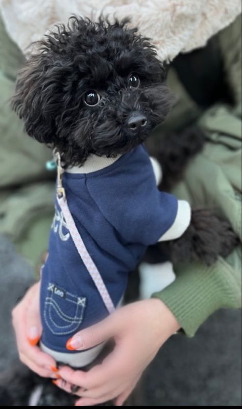 Mini Black Poodle, Toy Poodle Haircut Teddy Bears, Cavoodle Black, Toy Poodle Puppies Black, Toy Poodle Puppy Cut, Chocolate Toy Poodle Puppy, Yorkiepoo Black, Chocolate Toy Poodle, Poodle Teddy Bear Cut