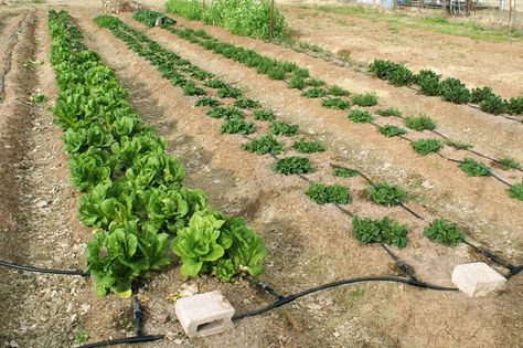 How to Plant a Vegetable Garden in Rows Row Gardening, Vegetable Garden Soil, Vegtable Garden, Cold Frames, Garden Organization, Backyard Garden Layout, Garden Layout Vegetable, Vegetable Garden Planning, Garden Design Layout