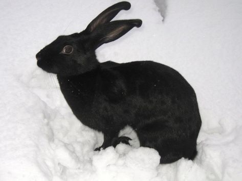 Leaping Rabbit, Rabbit Pictures, Rabbits Foot, Black Rabbit, Jack Rabbit, Rabbit Art, Black Animals, Dark Photography, 귀여운 동물