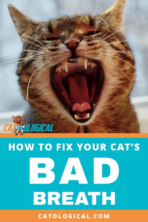 Train Cats, Cats Tips, Raising Kittens, Cat Medicine, Cat Safe Plants, Bad Breath Remedy, Cat Tips, Warrior Cats Books, Cat Nutrition