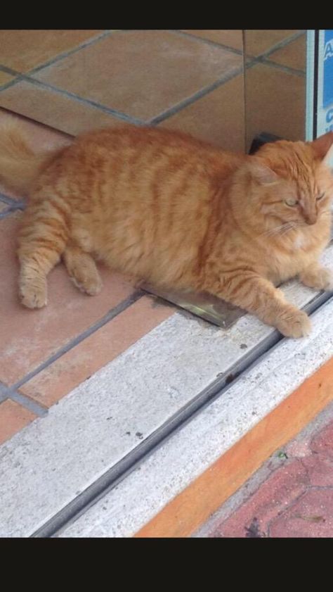 Garfield el gato gordo de la 5ta avenida Animals