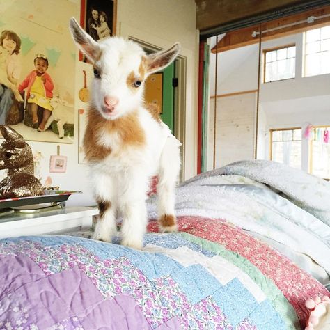 Baby Goat, Bed