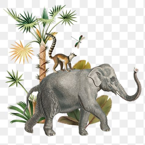 Lemur Illustration, Wild Animal Illustration, Jungle Elephant, Sticker Transparent Background, Elephant Background, Elephant Png, Palm Tree Sticker, Animals Graphic, Prints Ideas