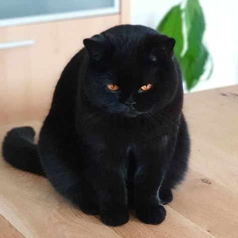 Facebook Black Cat British Shorthair, Black Cat Breeds Long Hair, Black British Shorthair, Dobby Cat, British Cat, Asian Cat, Purebred Cats, Dream Pet, Dream's Cat