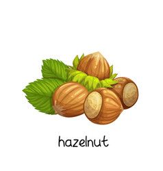 Hazelnut Cartoon, Moose Illustration, Farmer Market, Chocolate Logo, Label Packaging, Nature Study, Logo Food, Food Drawing, Cartoon Style