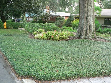 Groundcover Plants for Shady Places | The Tree Center™ No Mow Lawn, Ground Cover Shade, Groundcover Plants, Monkey Grass, Garden Sitting Areas, Shade Landscaping, Florida Landscape, Florida Landscaping, Landscaping Trees