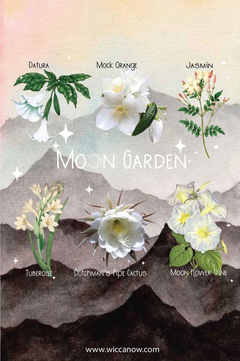 Moonlight Garden Aesthetic, Sun And Moon Garden Decor, Night Scented Flowers, Moon Flower Garden, Plants That Bloom At Night, Flowers Associated With The Moon, Night Blooming Garden, Night Blooming Plants, Night Garden Tattoo