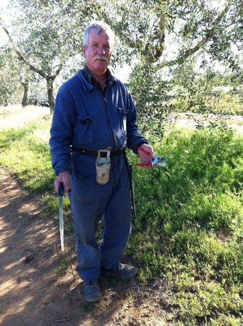 Franco Olive Grower from Tuscany with Pruning Tools Pruning Olive Trees, Orchard Tree, Pruning Tools, Tree Pruning, Olive Trees, Olive Tree, The Landscape, Tuscany, Front Yard