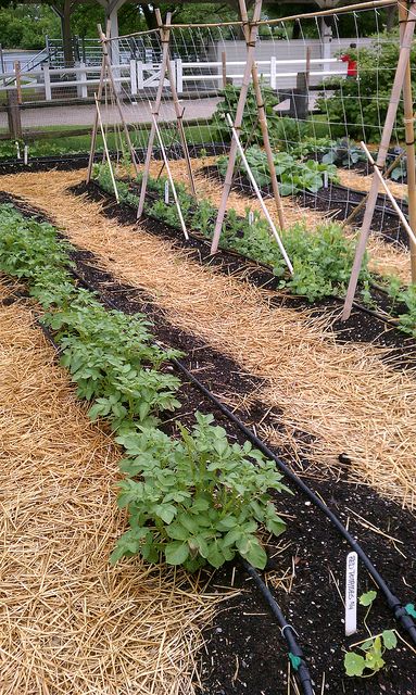 Potager Fence, Green Bean Trellis, Bean Trellis, Tiny Garden Ideas, Small Vegetable Gardens, Bamboo Poles, Homestead Gardens, Container Gardening Flowers, Garden Idea