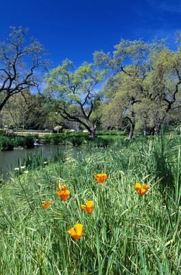 plants and trees to plant by creek beds to stop erosion and provide a natural habitat for amphibians Lake Berryessa, Large Pond, Arrange Flowers, Endangered Wildlife, Erosion Control, Creek Bed, X Picture, River Bank, California Poppy