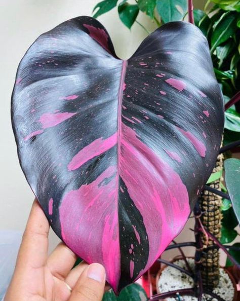 Philodendron Care Tips, Pink Leaf Plant, Pink Princess Philodendron, Princess Philodendron, Philodendron Care, Philodendron Pink Princess, Plant Care Houseplant, Pink Plant, Growing Plants Indoors