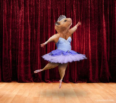 Latest image...ballerina Hamster on stage! www.johnlund.com Hamster Funny, Ballerina Photo, Funny Ballet, Funny Hamster, Stock Photos Funny, Ballet Pictures, Funny Hamsters, Barn Wood Projects, Funny Animal Photos