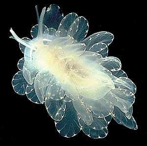 <b>Sea Slug</b> Forum site navigation                                                                                                                                                                                 More Fauna Marina, Water Creatures, Sea Slugs, Beneath The Sea, Deep Sea Creatures, Beautiful Sea Creatures, Sea Slug, Water Animals, Underwater Creatures