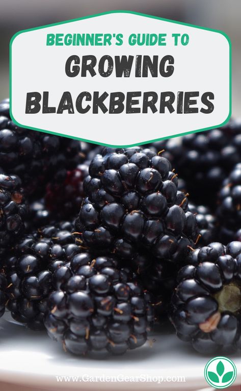 How To Grow Blackberries, Grow Blackberries, Blackberry Trellis, Blackberry Margarita, Blackberry Plants, Growing Blackberries, Design Garden Ideas, Fruit Tree Garden, Growing Vegetables In Pots